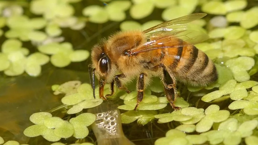 Bi der drikker vand