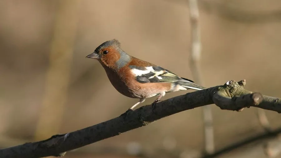 Bogfinken er en af de første fugle, som du hører om foråret.