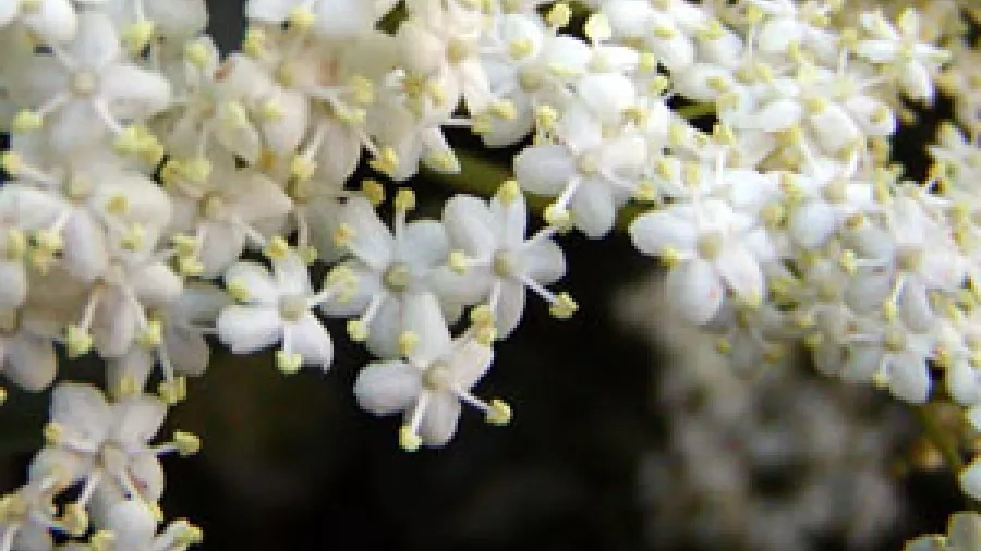 Hyldeblomster set tæt på. Foto: Janne Bavnhøj