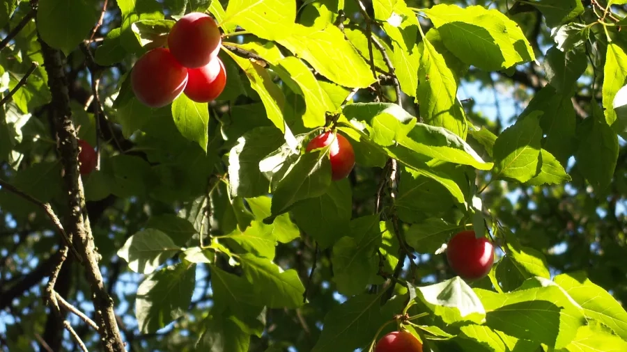 Mirabeller er gode rå – og som saft. Foto: Malene Bendix