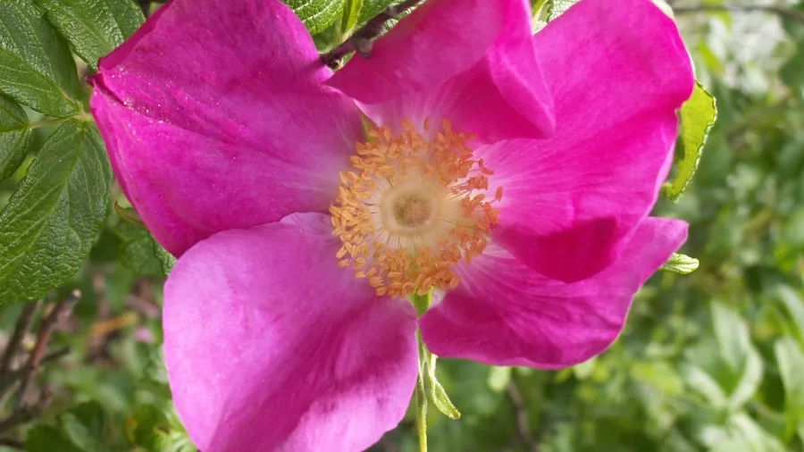Rynket rose eller hybenrose vokser vildt. Du kan bruge dens blade til rosenolie. Foto: Malene Bendix.
