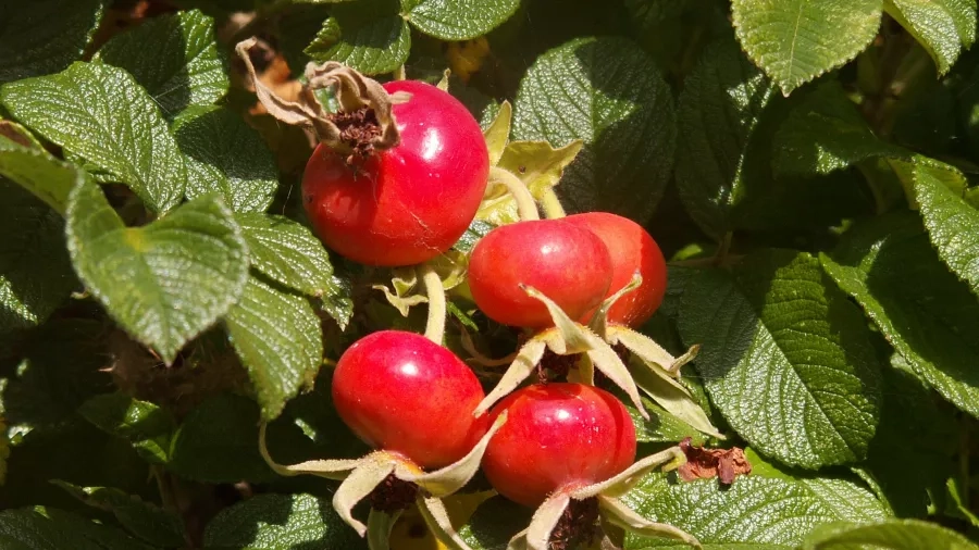 Her er et hyben af rynket rose. Skallen smager godt og er fuld af C-vitamin. Foto: Malene Bendix.