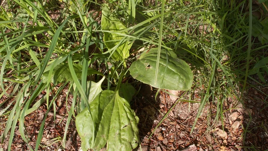 Du kan bage boller af frøene fra planten her - Glat vejbred.