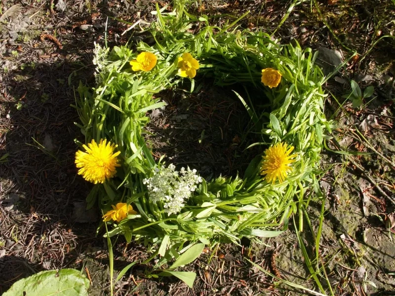 Hårkrans af burresnerre.