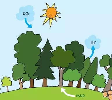 Fotosyntese: Planter bruger solens lys, vand og CO2 til at bygge blade, grene, stamme og rødder.