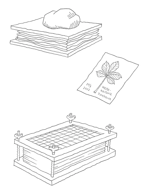 To forskellige plantepresser og et ark med et blad.