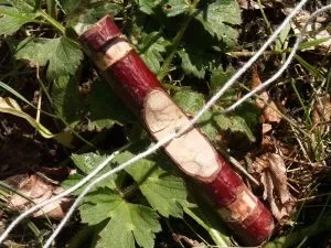 Sådan ser den ud - en hvæsegase. 7 cm lang. Pinden er 1 cm tyk. Foto: Malene Bendix Hvæsegasen siger som en han-gås
