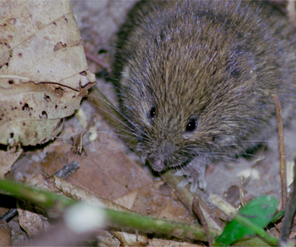 Markmus. Foto: NaturGrafik.