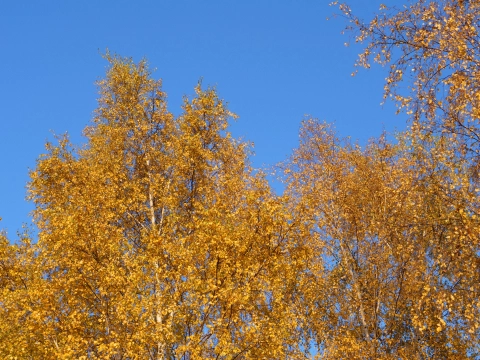 Birketræ efterår