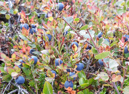 Blåbær. Foto Nynne Sørgaard