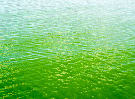 Et hav af alger. Foto: Colourbox