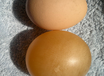 Æg med og uden skal. Foto: tracy the astonishing, Creative Commons by SA 2.0