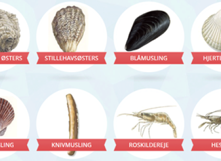 Illustrationer af forskellige fjord-dyr. Foto: DTU