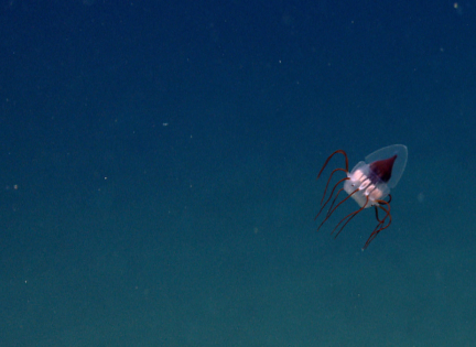 Goble i dybdehavet. Foto: NOAA Ocean Exploration & Research, Creative Commons by SA 2.0 