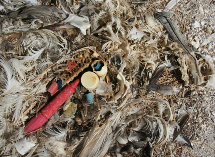 Fugl død af plastik. Foto: angrysunbird, Creative Commons by 2.0