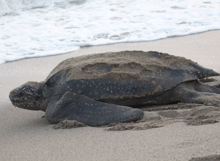 Havskildpadde på strand. Foto: Alastair Rae, Creative Commons by SA 2.0