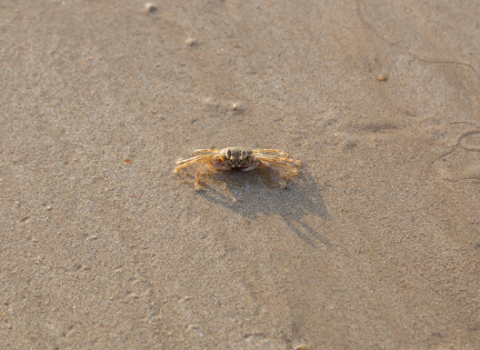 Krabbe i sandet. Foto: Colourbox
