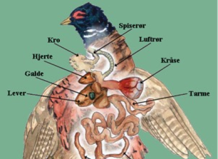 Her kan du se en illustration, som viser fasanens anatomi.
