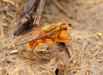 Almindelig gødningsflue - et af mange små dyr du kan finde i en kokasse. Foto: Nationalpark Mols Bjerge.
