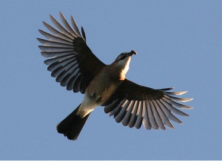 Tag ud og se på spændende fugle i nationalparken. Foto: Nationalpark Mols Bjerge.