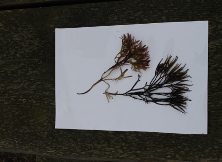 Her kan du se hvordan et tang-herbarium kan se ud. Foto: Nationalpark Mols Bjerge.