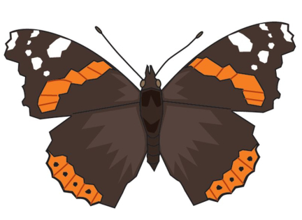 Admiral (Vanessa atalanta). Tegning: Eva Wulff.