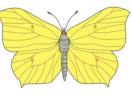 Citronsommerfugl (Gonepteryx rhamni L.)