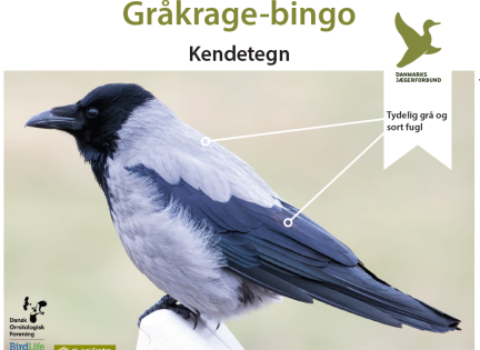 Gråkrage. Foto: Danmark Jægerforbund.