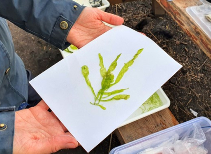 Tangkort. Foto: Andreas B. Elkjær.