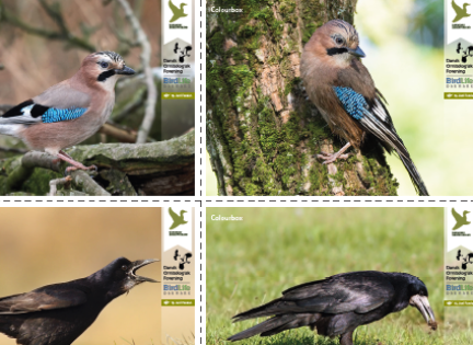 Vendespil med Kragefugle. Foto: Danmarks Jægerforbund.