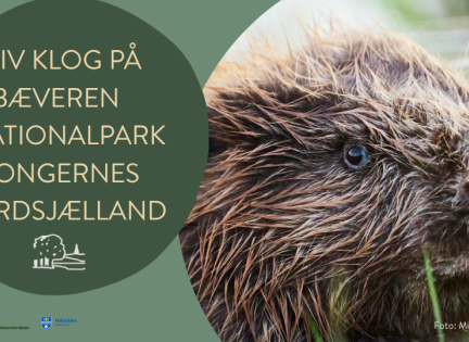 Billede af en bæver med skriften "Bliv klog på bæveren i Nationalpark Kongernes Nordsjælland".