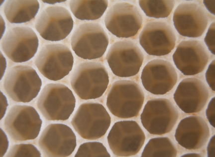 Celler fra et bistade - her gemmer bierne deres honning. Foto: Malene Bendix