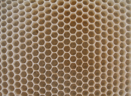 Biernes celler i en voksplade.