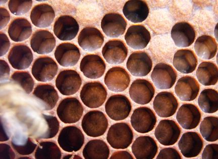 Her kan du se de sekskantede celler som bierne laver af bivoks. Foto: Malene Bendix.