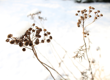 Sne på overstander af rejnfan. Foto: Malene Bendix.