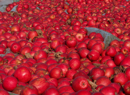 Her er masser af æbler fra æblemanden i Dumpedalen. Foto: Malene Bendix.