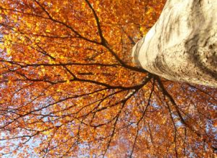 Bøgetræ om efteråret.