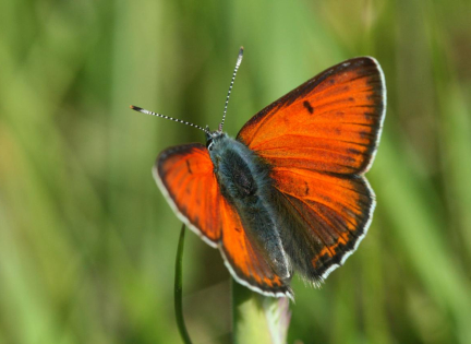 Violetrandet ildfugl. Du kan finde mange forskellige smukke sommerfugle i nationalparken. Foto: Morten D. D. Hansen.