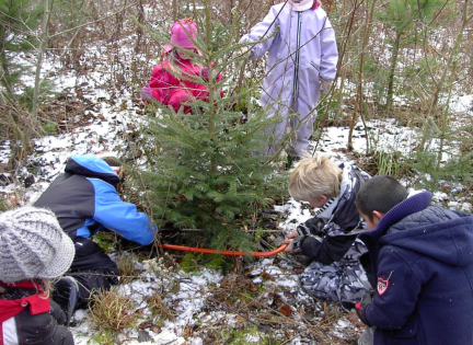Udeskolebørn fra Bybækskolen fælder et juletræ. Foto: Stinne Krarup Nielsen.