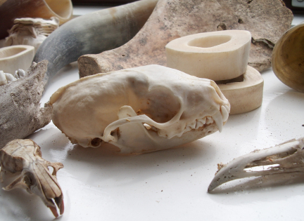 Her er en knoglesamling. Forrest ses kraniet af en husmår. Til venstre et rottekranie. Til højre et kranie af en måge. Og så er der rævekæbe, svineskulderblad, kohorn og ossobukoben. Foto: Malene Bendix. 
